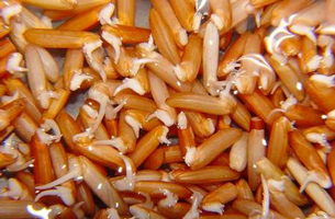 "GABA rice", germinating your own rice