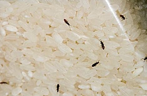 Ways to get rid of Weevils inside rice package